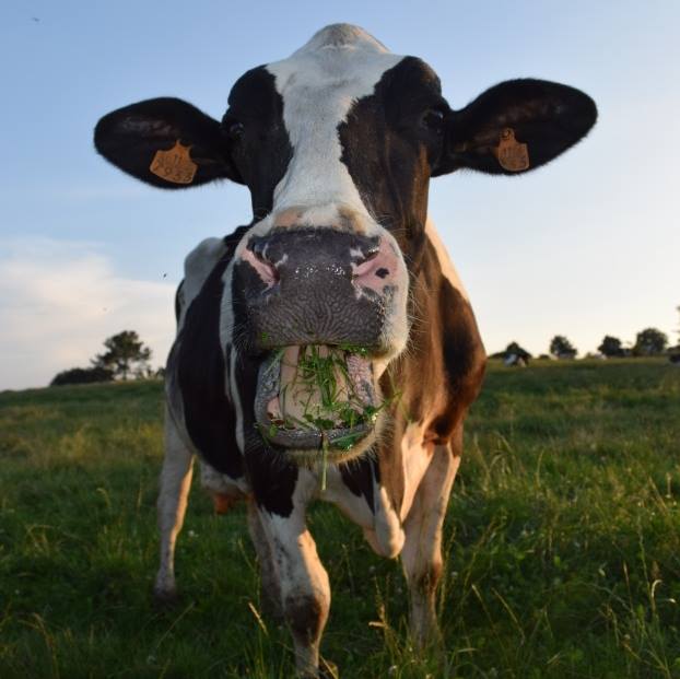 El bienestar animal. Uno de nuestros más valiosos compromisos
